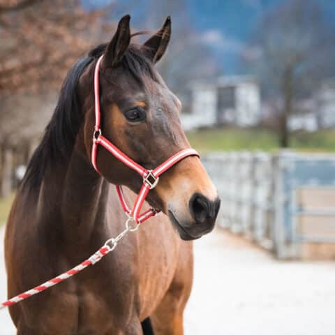 Österreichischer Tierschutzverein-Tiervermittlung: Der menschenbezogene Nashville