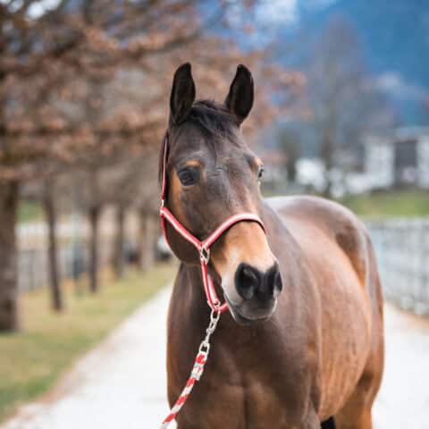 Österreichischer Tierschutzverein-Tiervermittlung: Der menschenbezogene Nashville