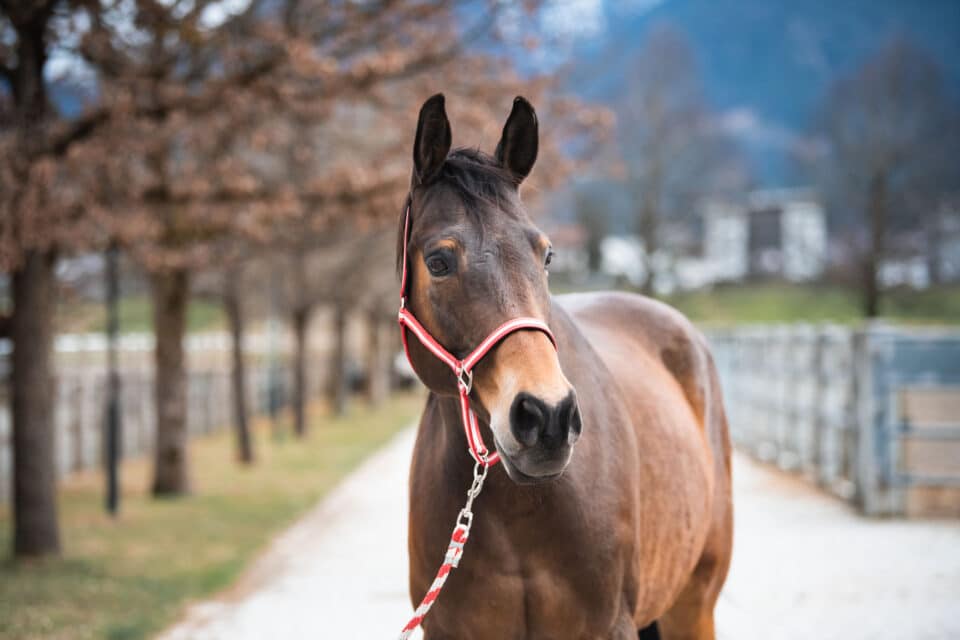 Österreichischer Tierschutzverein-Tiervermittlung: Der menschenbezogene Nashville