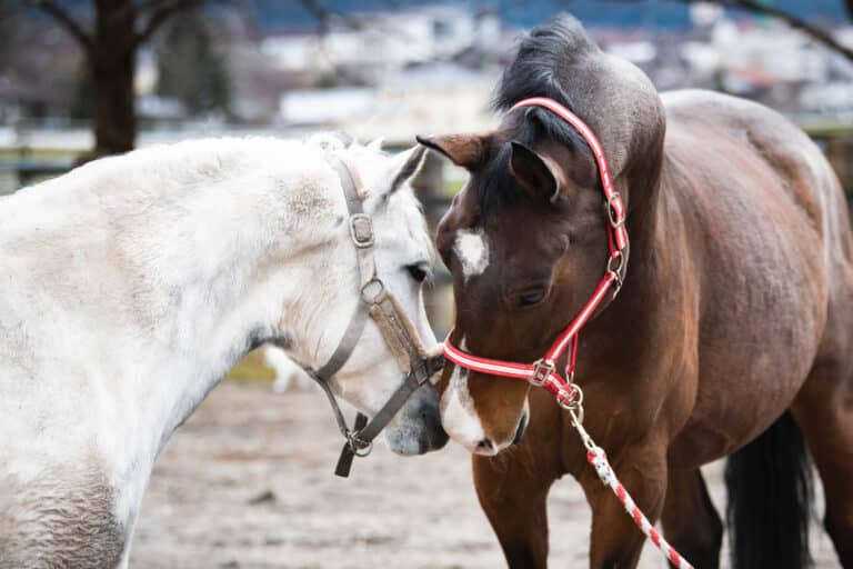 Pferdeklappe Reutte - Ein Tierschutzpferd aus der Pferdeklappe Reutte adoptieren