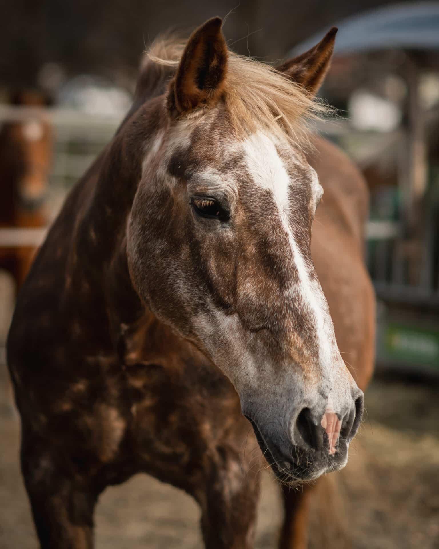 DSC 5160 1 Österreichischer Tierschutzverein