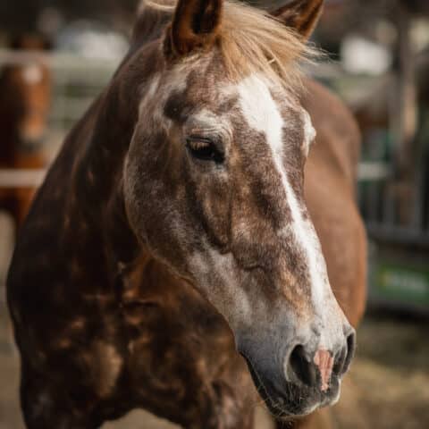 Österreichischer Tierschutzverein-In Betreuung: Norikerstute Paula