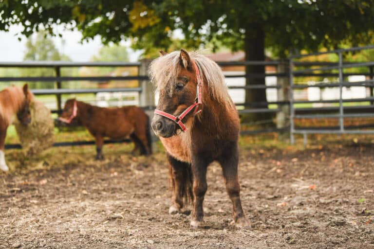 Pferdeklappe Reutte - Ein Tierschutzpferd aus der Pferdeklappe Reutte adoptieren