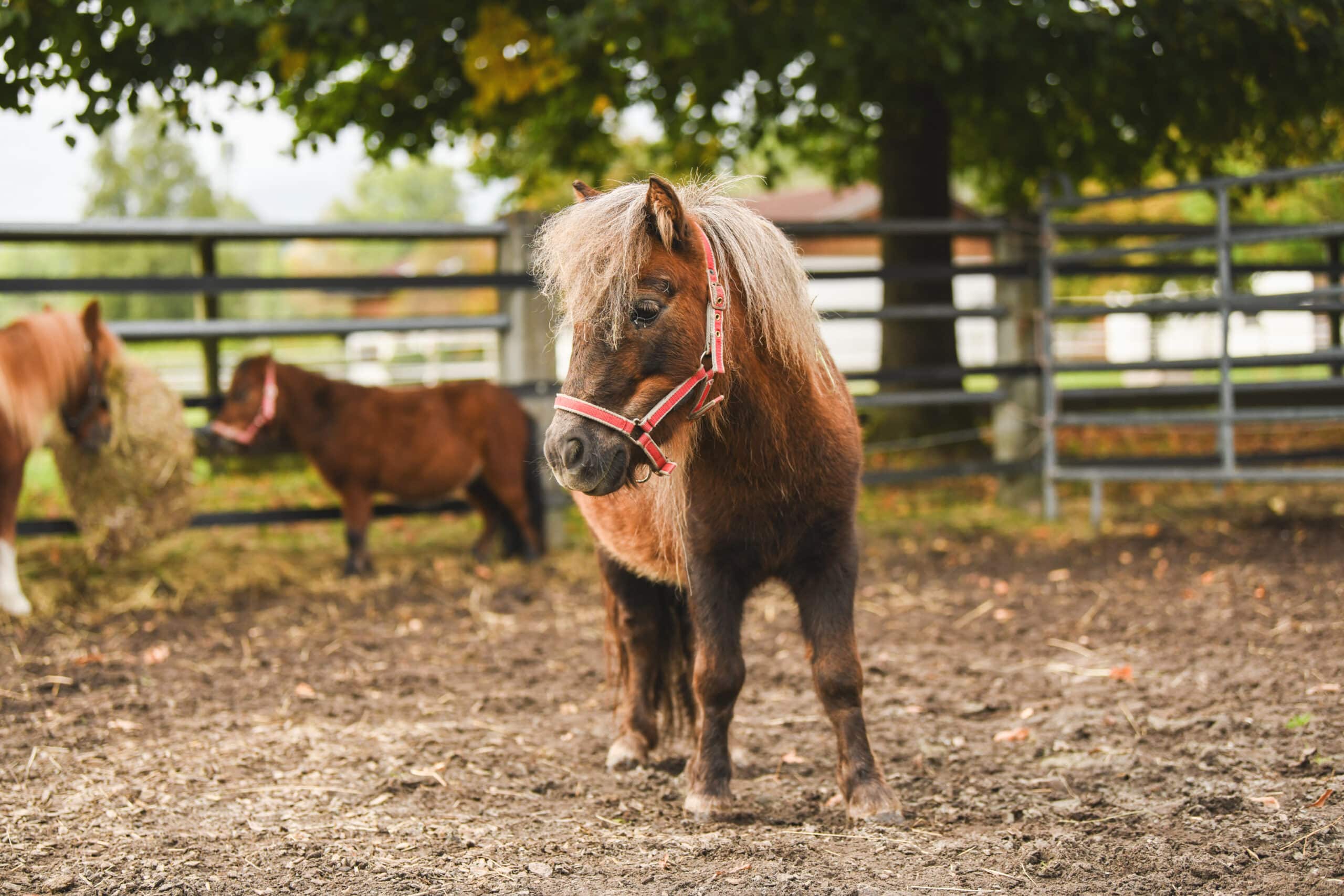 Pferdeklappe Reutte - Ein Tierschutzpferd aus der Pferdeklappe Reutte adoptieren