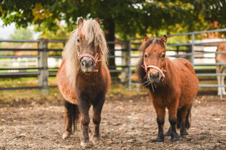 Ponys auf Koppel der Pferdeklappe Reutte ©ÖTV