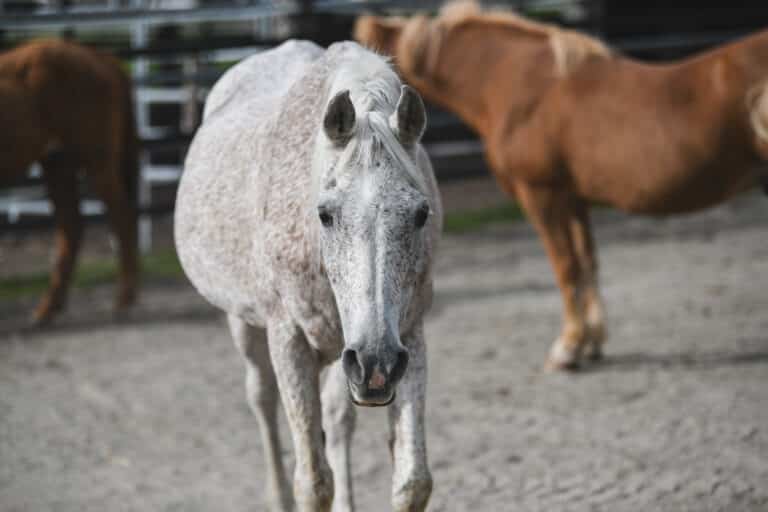 Österreichischer Tierschutzverein - in Betreuung: Marana und Valewska