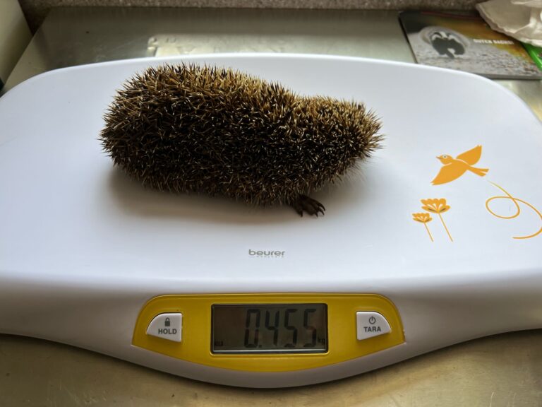 Dehydrierter Igel auf Waage ©OeTV