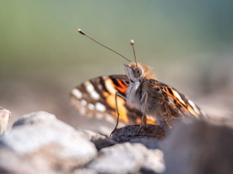 Distelfalter © pexels-marek-piwnicki