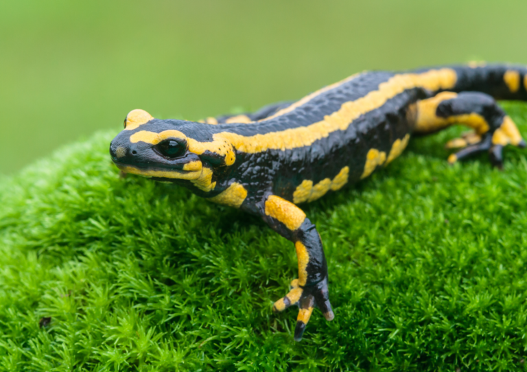 Österreichischer Tierschutzverein-Tierschutzwissen: Amphibien in der Krise