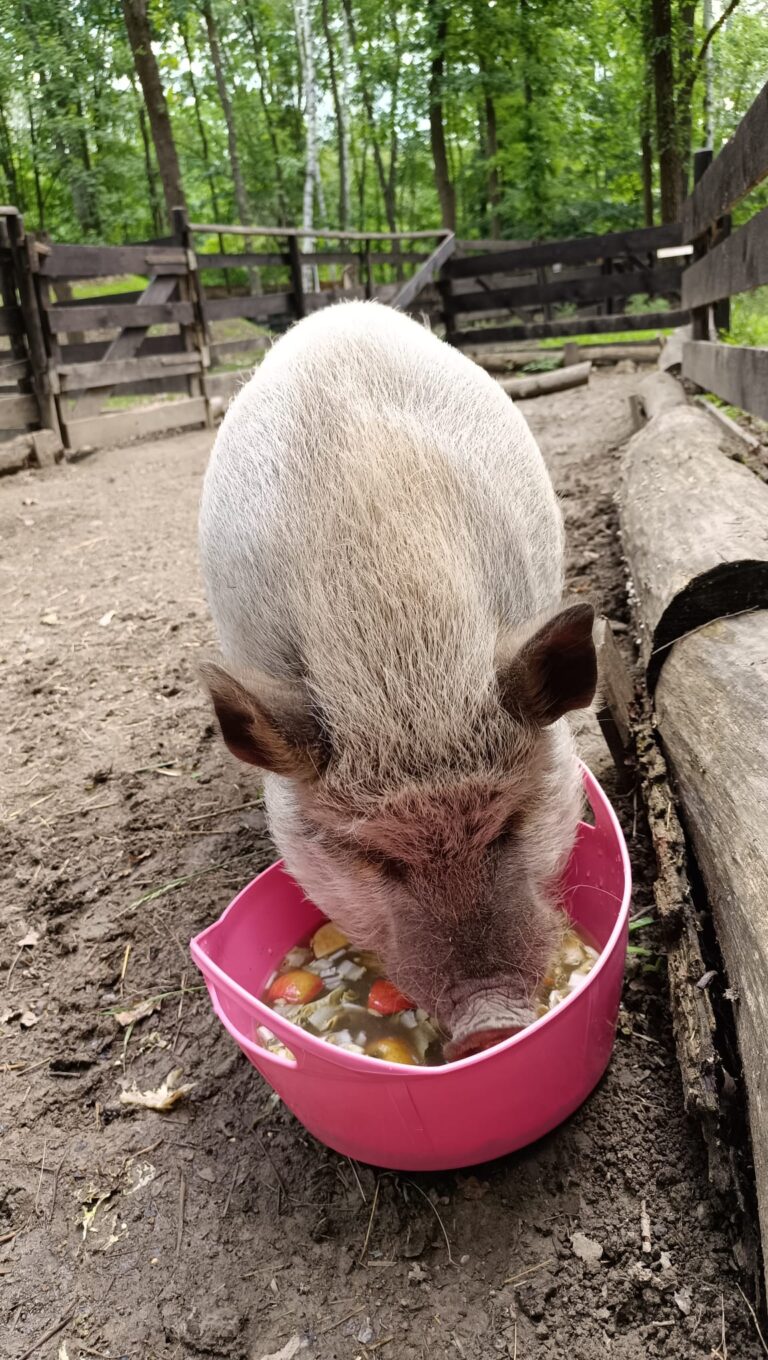 Eberhart futtert ©Österreichischer Tierschutzverein
