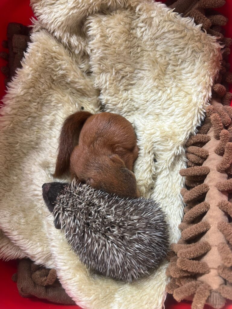 Eichhörnchen Baby Igel Baby © Österreichischer Tierschutzverein