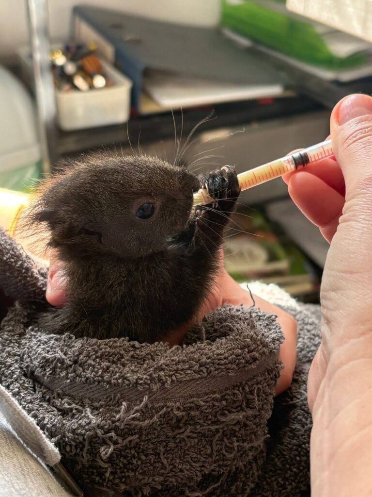 Eichkätzchen Fütterung © Österreichischer Tierschutzverein
