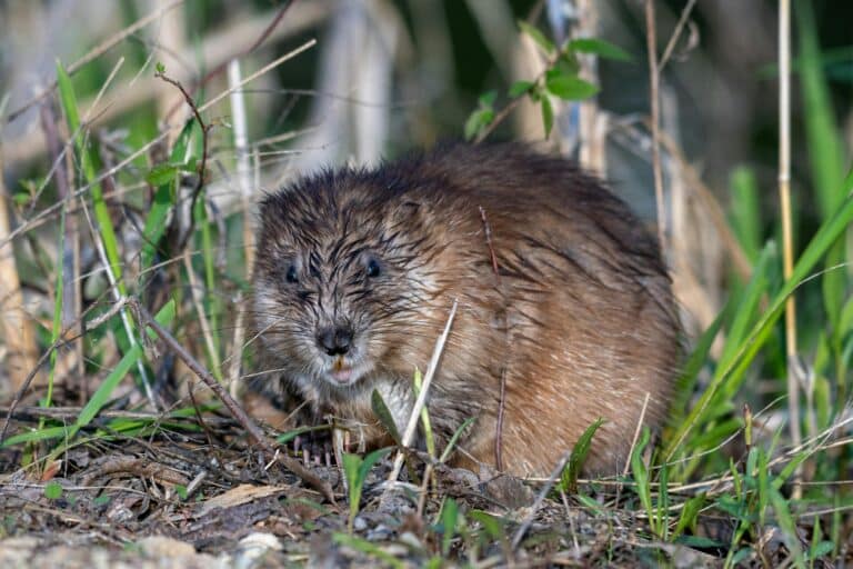 Eingeschleppt Bisamratte pexels-am83-23655816