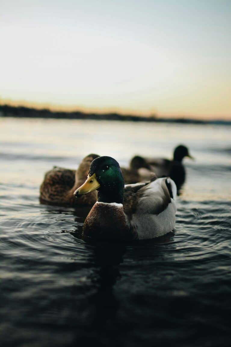 Enten pexels-aidanj-660266