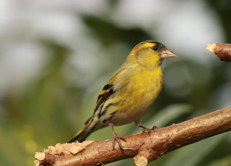 Österreichischer Tierschutzverein-Tierschutzwissen: Singvogelfang-Tierleid unter dem Deckmantel der Tradition