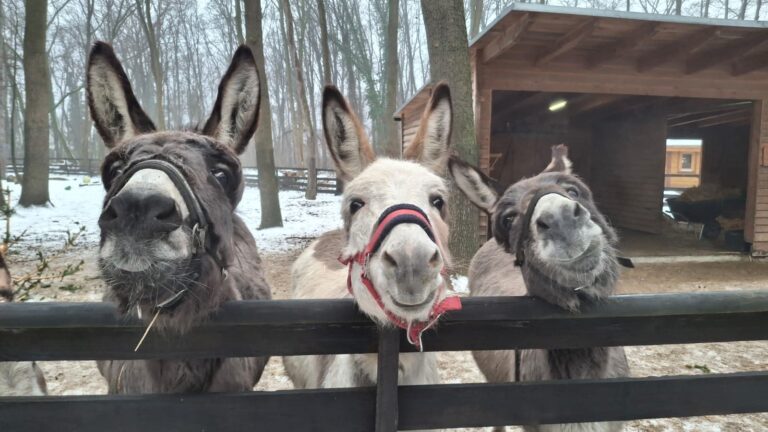 Esel-WG Assisi Hof Stockerau