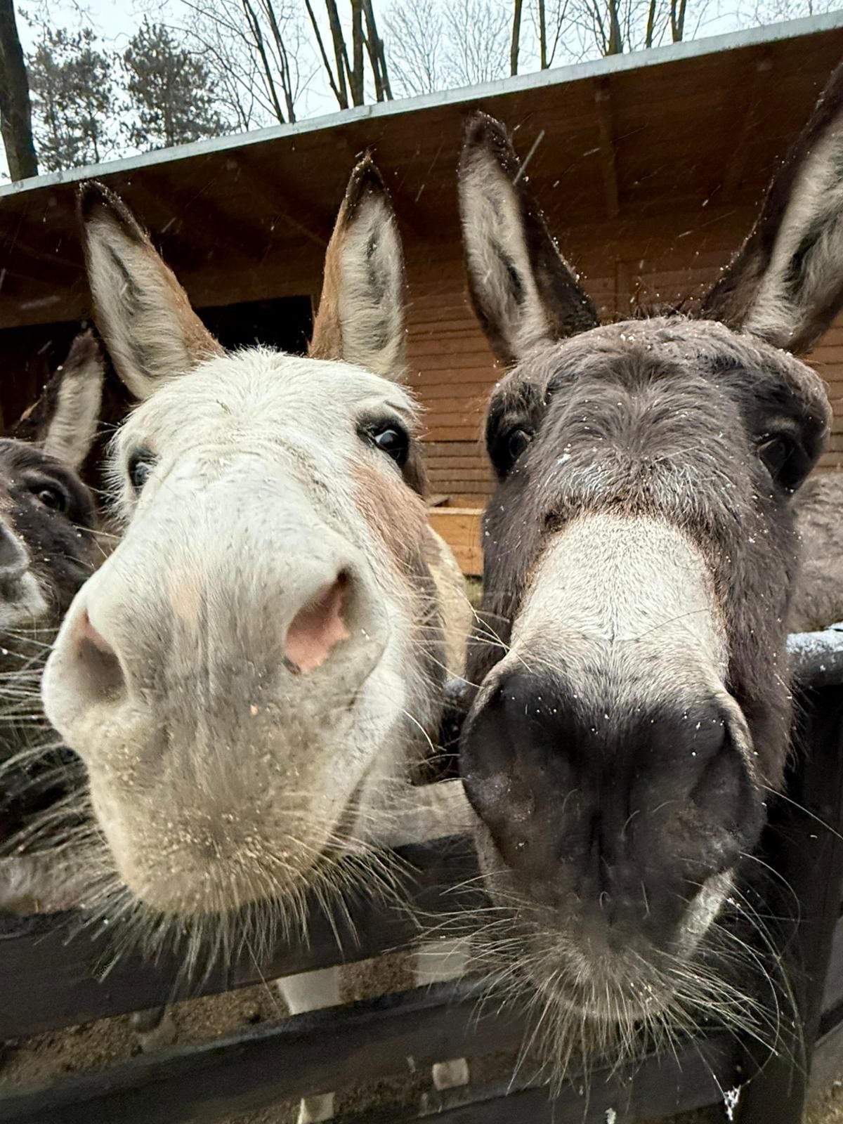 Österreichischer Tierschutzverein-PFC Ostern-Esel Packerl