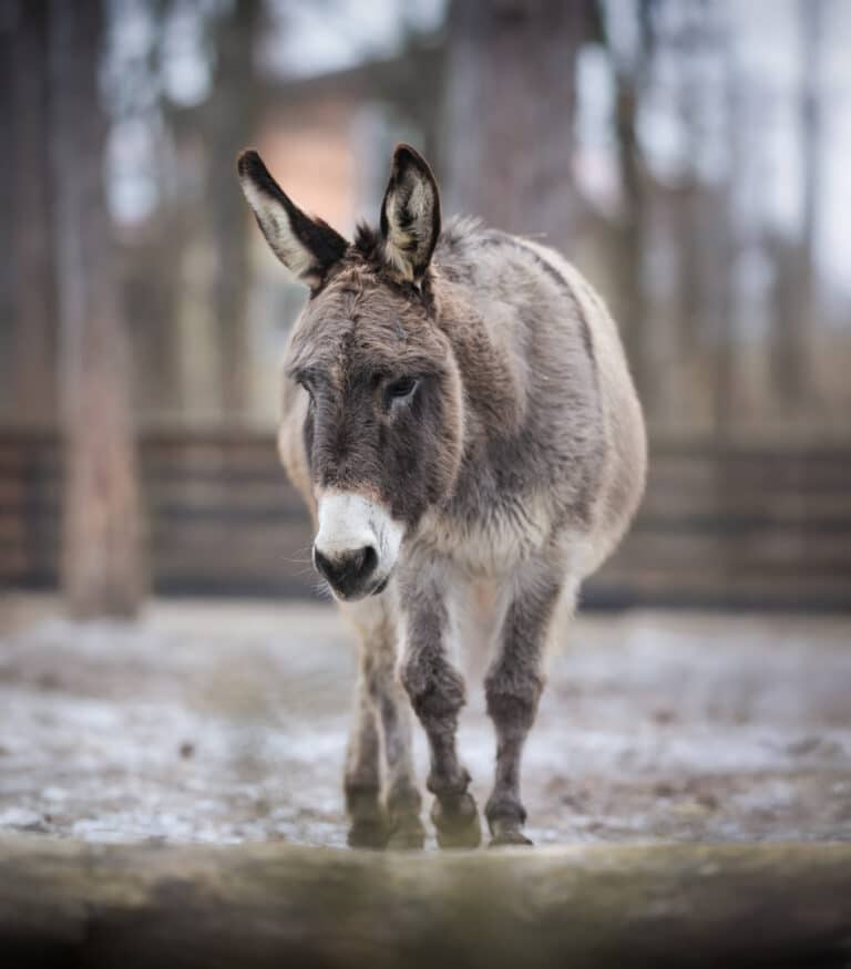 Österreichischer Tierschutzverein-Events: Adventmarkt Assisi-Hof Stockerau