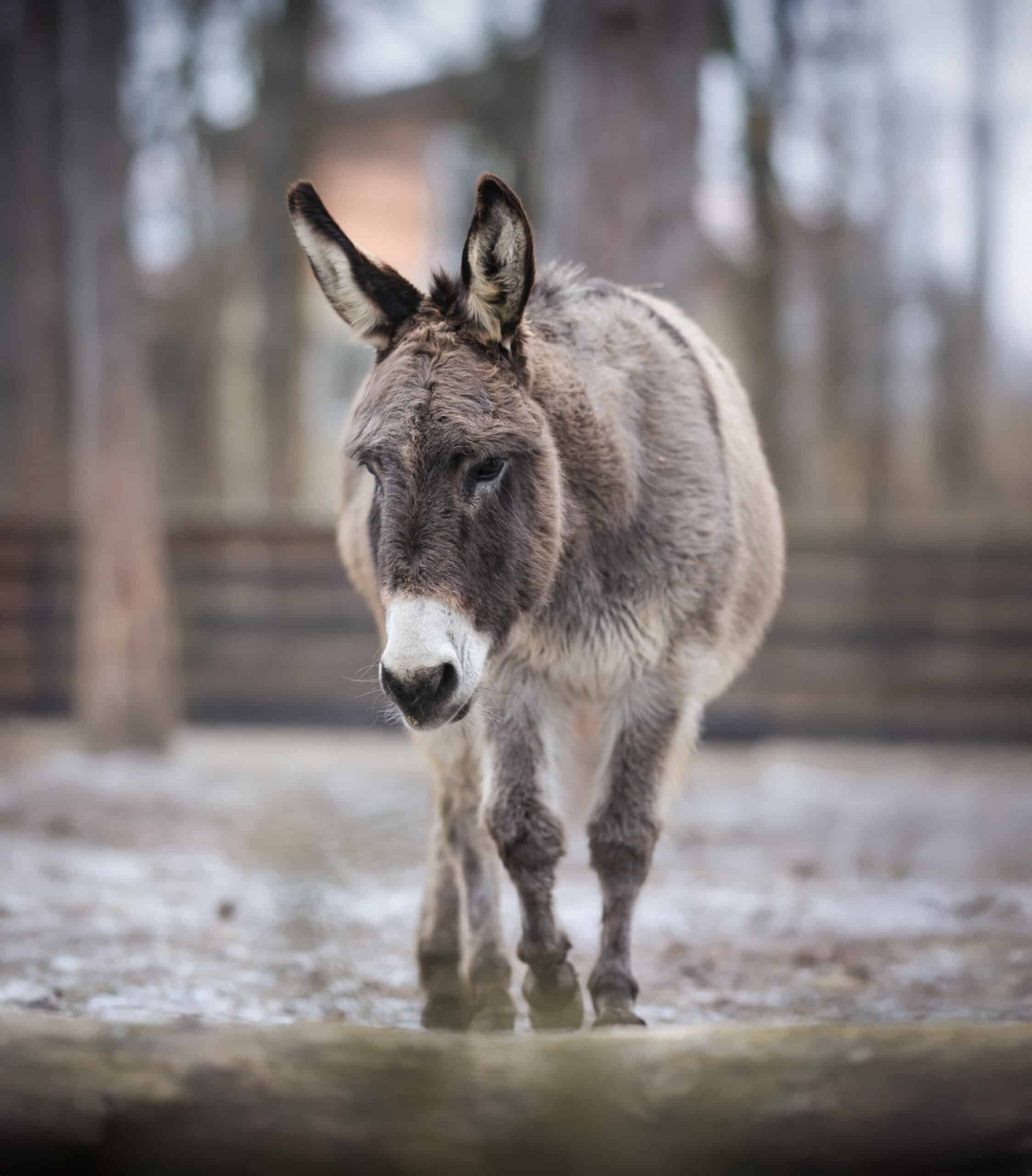 Österreichischer Tierschutzverein-Events: Adventmarkt Assisi-Hof Stockerau