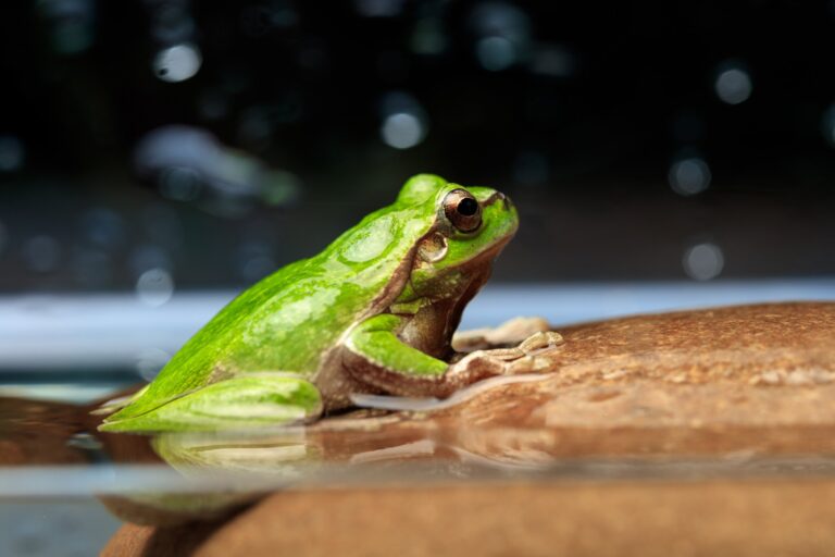 Europäischer Laubfrosch © pexels