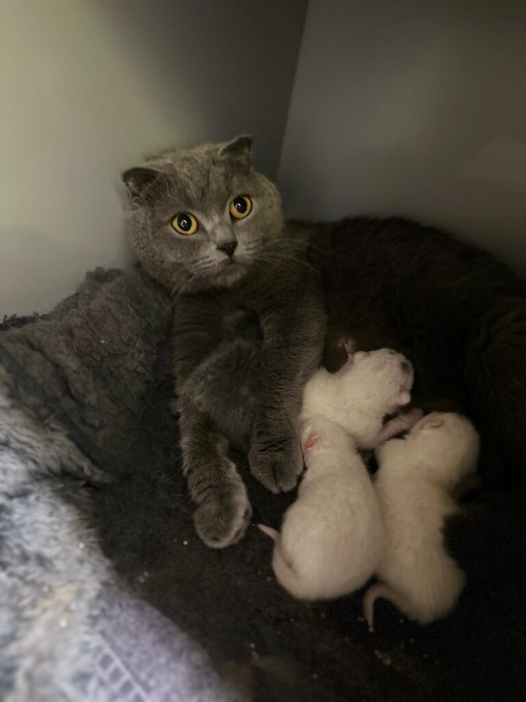 Österreichischer Tierschutzverein - Spendenkampagne: Katzenfamilien in Not