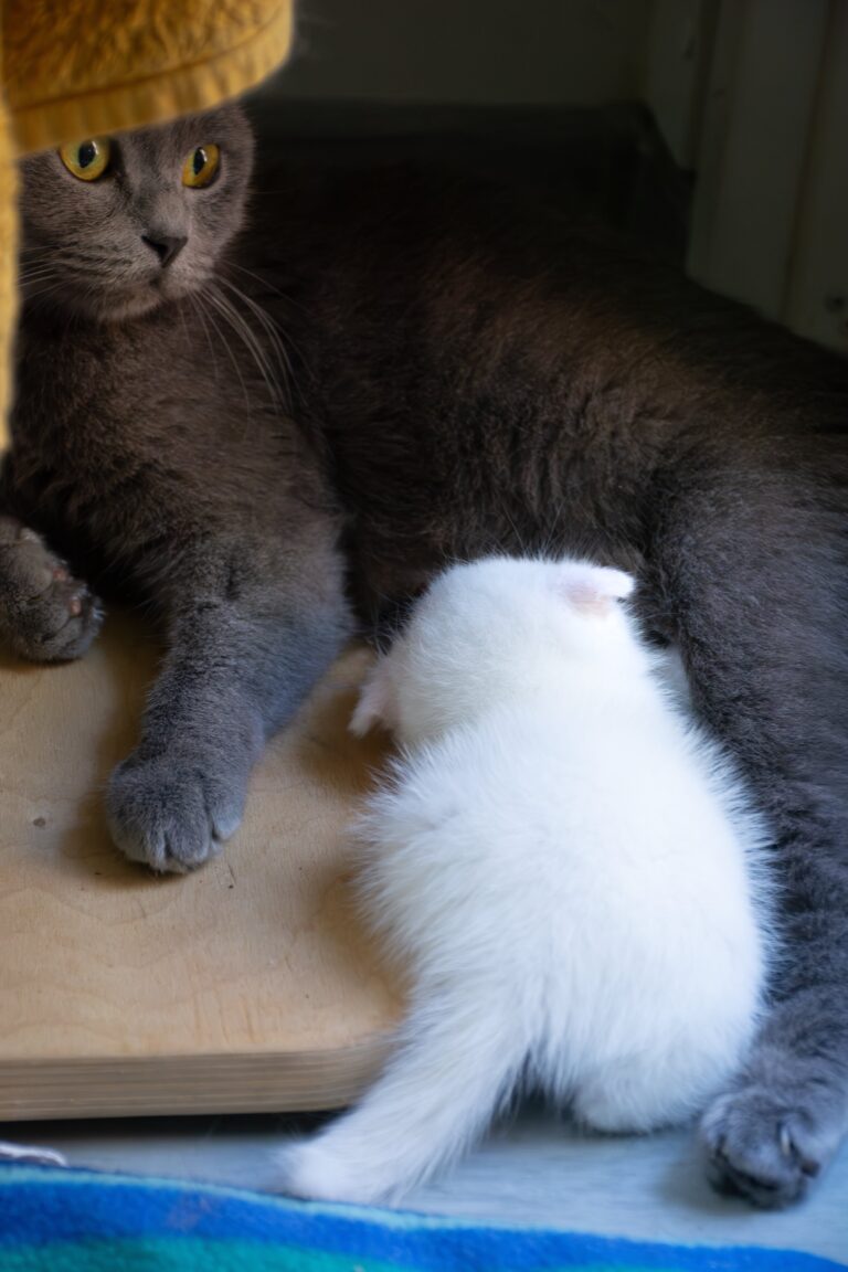 Frida mit Faltohr-Kitten ©OeTV Bea Romstorfer