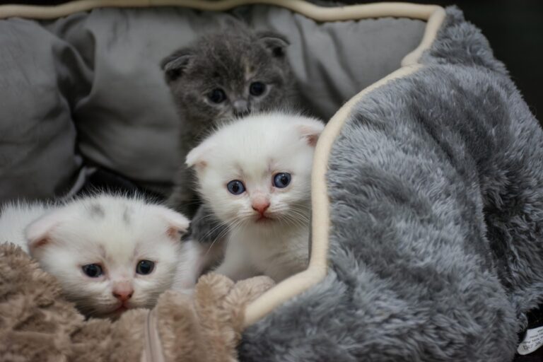 Fridas Faltohr-Kitten 2 ©OeTV Bea Romstorfer