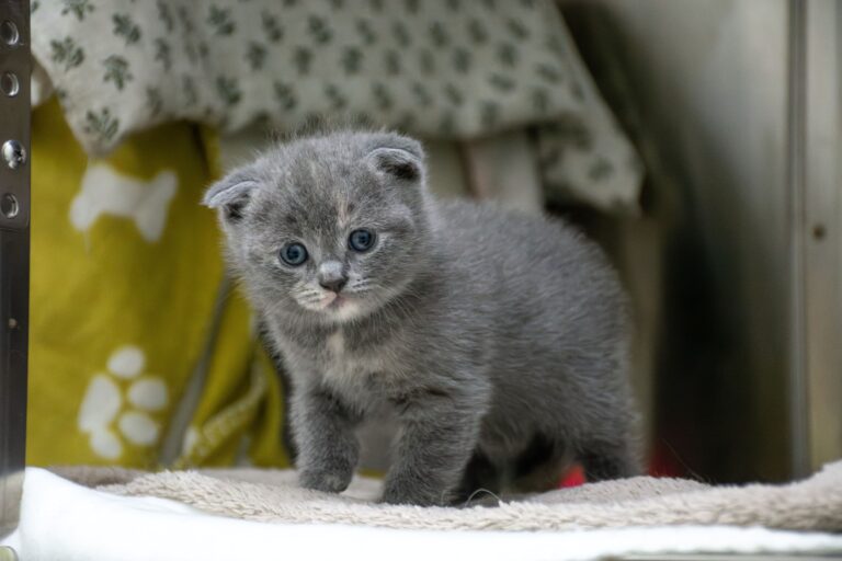 Fridas Kitten 4 ©OeTV Bea Romstorfer