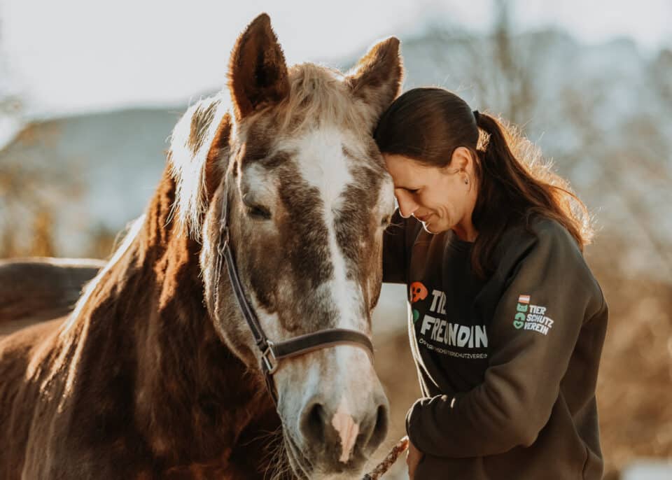 Österreichischer Tierschutzverein - Petition: Fiaker - danke - unterschrift