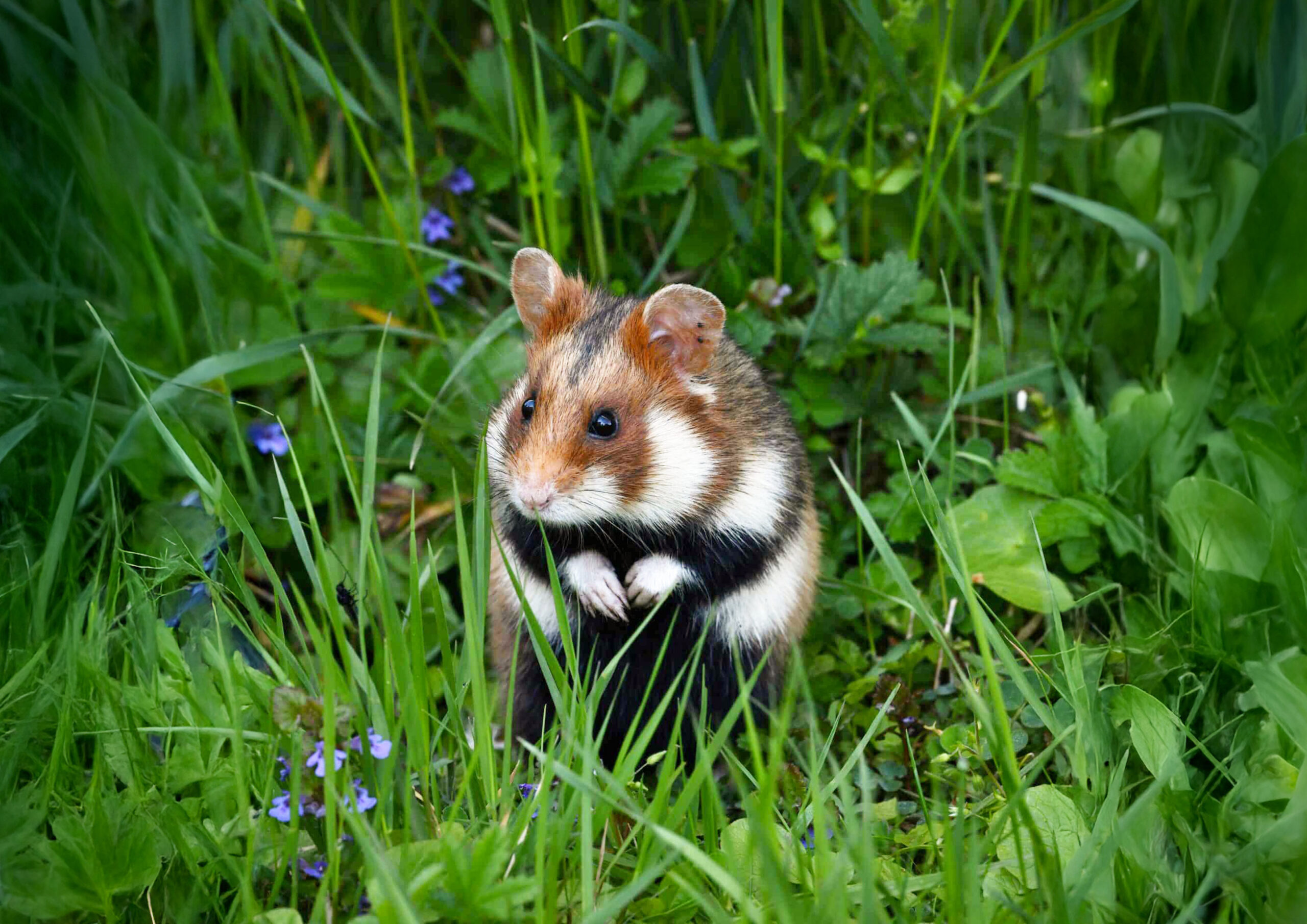 Österreichischer Tierschutzverein-Tierschutzwissen: Feldhamster