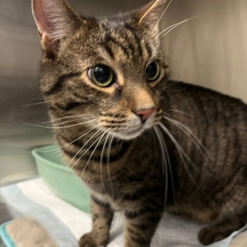 Österreichischer Tierschutzverein-Tiervermittlung: Glücks-Duo Kissi und Felix