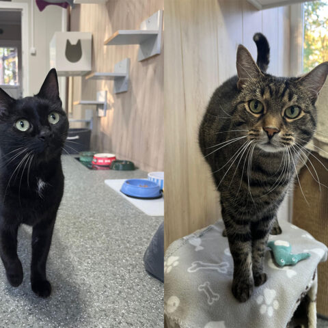 Österreichischer Tierschutzverein-Tiervermittlung: Glücks-Duo Kissi und Felix