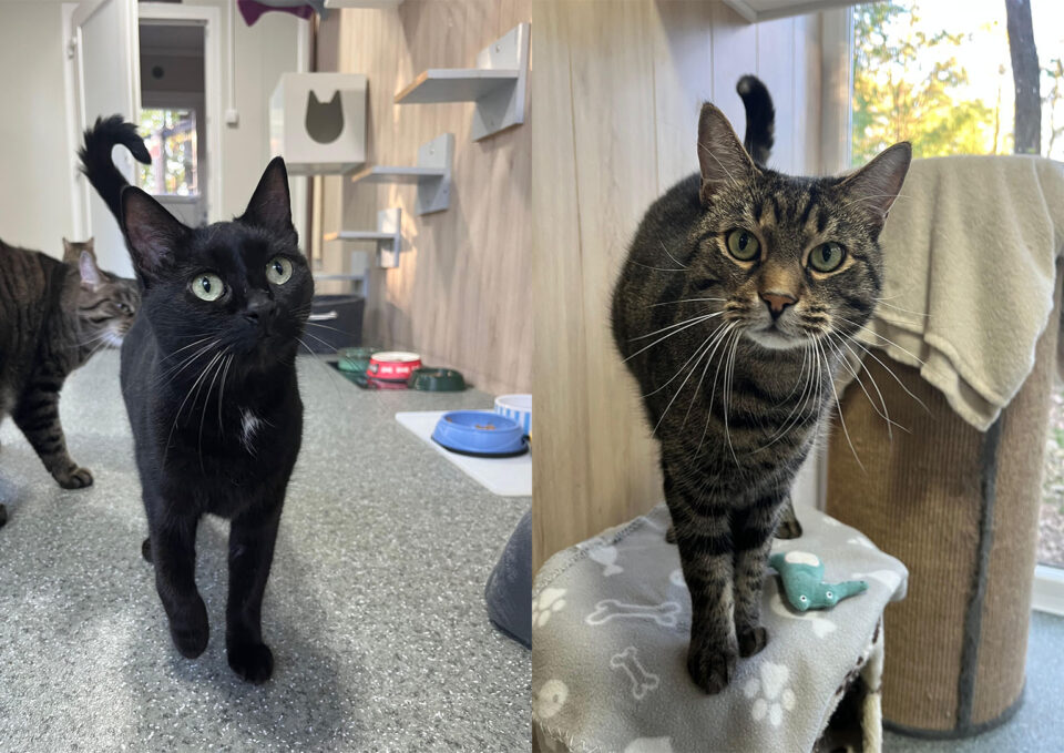 Österreichischer Tierschutzverein-Tiervermittlung: Glücks-Duo Kissi und Felix