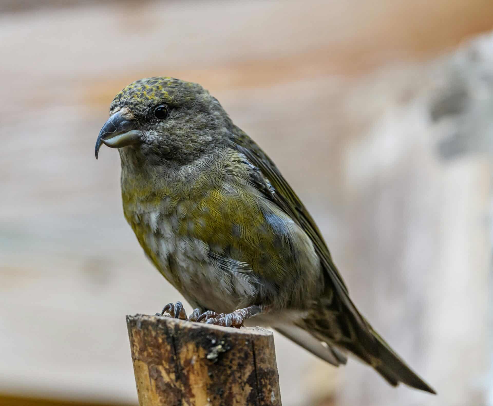 Österreichischer Tierschutzverein-Tierschutzwissen: Singvogelfang-Tierleid unter dem Deckmantel der Tradition