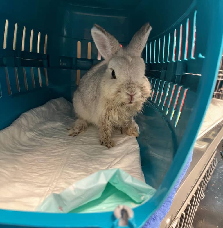 Österreichischer Tierschutzverein-Spendenkampagnen:Kaninchen Frodo