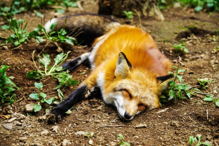 Fuchs pexels-pixabay-271932