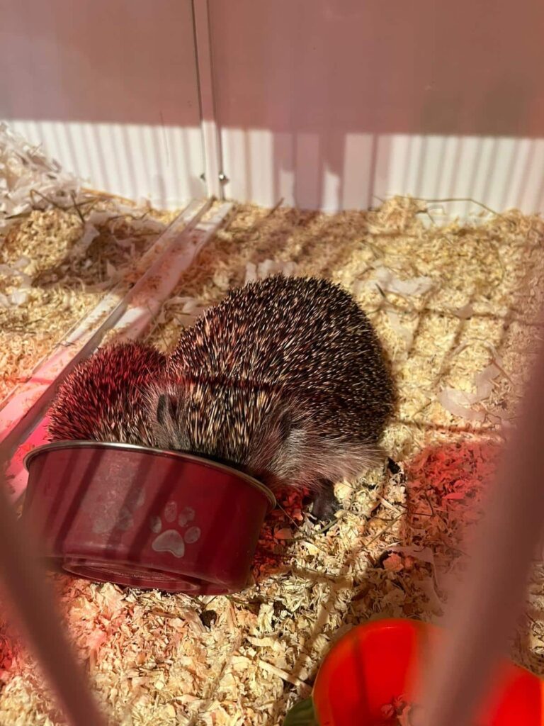Fütterung Igel Mutter und Baby © Österreichischer Tierschutzverein