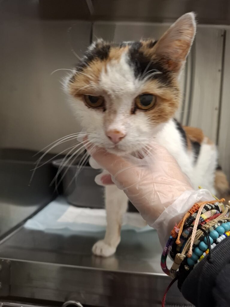 Fundkatze Ohrli am Assisi-Hof ©OeTV