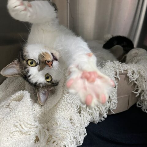 Österreichischer Tierschutzverein-Tiervermittlung: Gismo und Gandalf