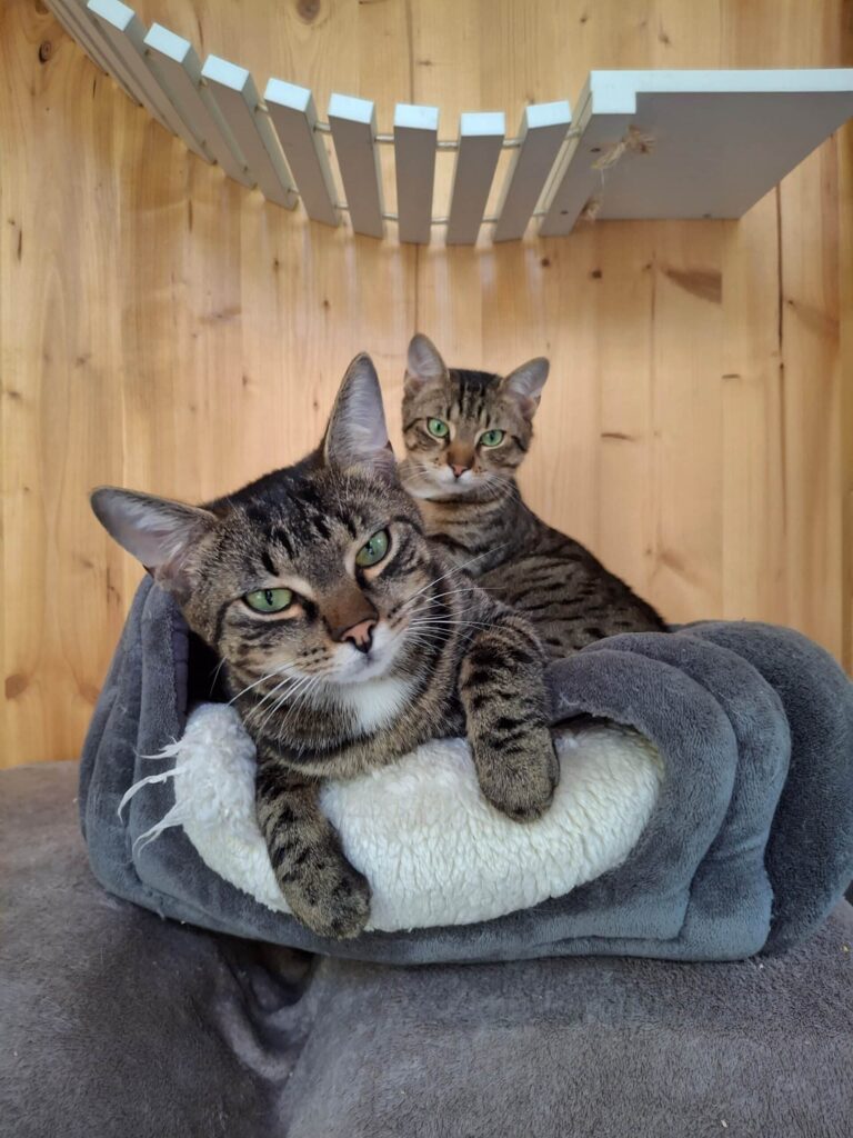 Gerettetet Streunerkitten Bruno und Berta ©ÖTV