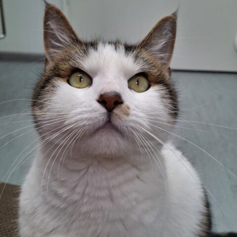 Österreichischer Tierschutzverein-Tiervermittlung: Gismo und Gandalf