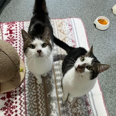 Österreichischer Tierschutzverein-Tiervermittlung: Gismo und Gandalf