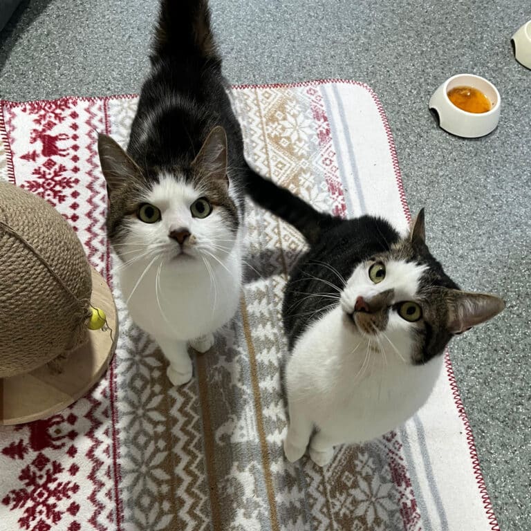 Österreichischer Tierschutzverein-Tiervermittlung: Gismo und Gandalf