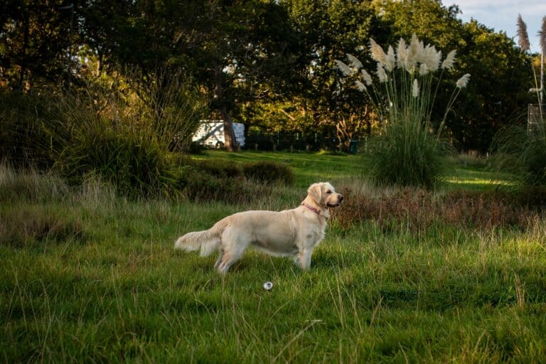 Golden Retriever pexels-ar-kay