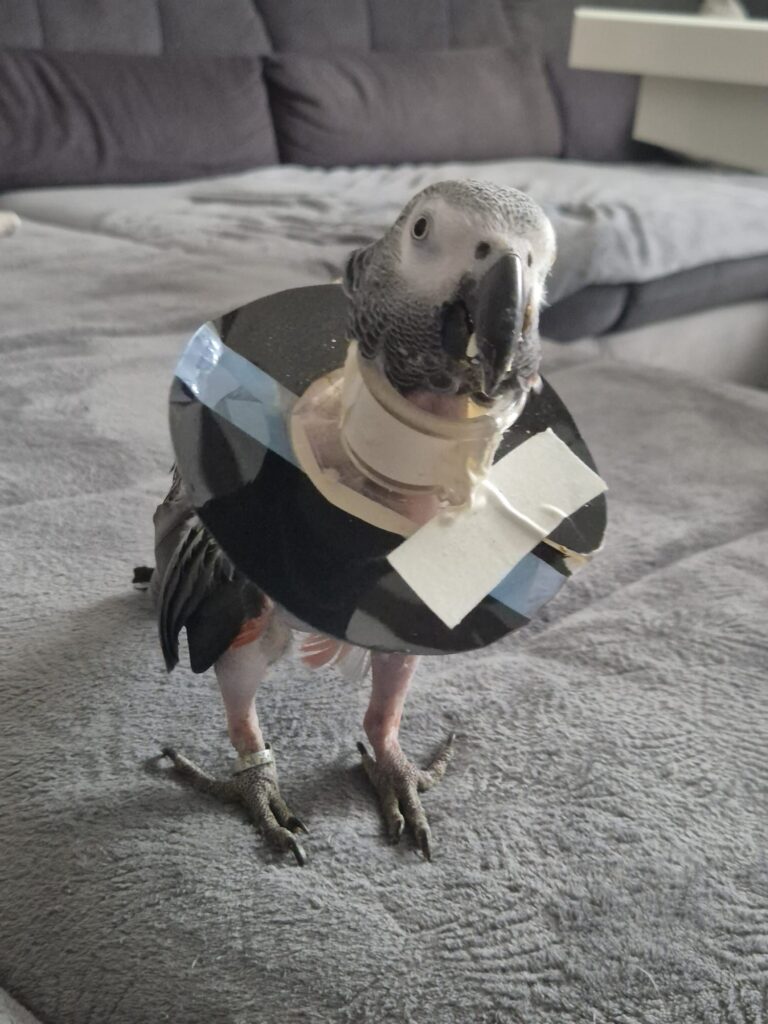 Graupapagei Guggi nach OP © Österreichischer Tierschutzverein