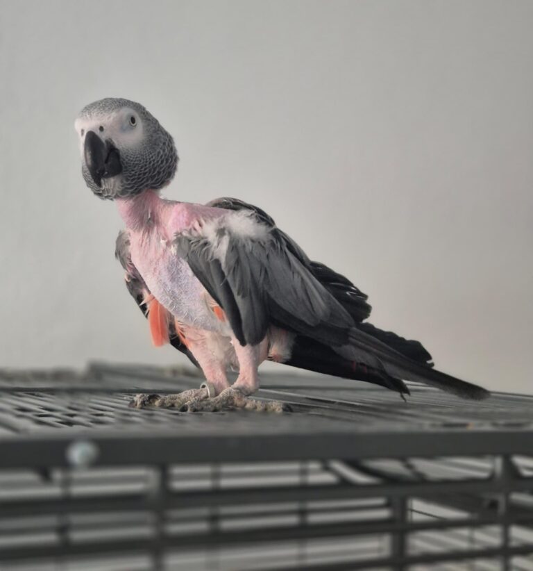 Graupapagei Guggi © Österreichischer Tierschutzverein