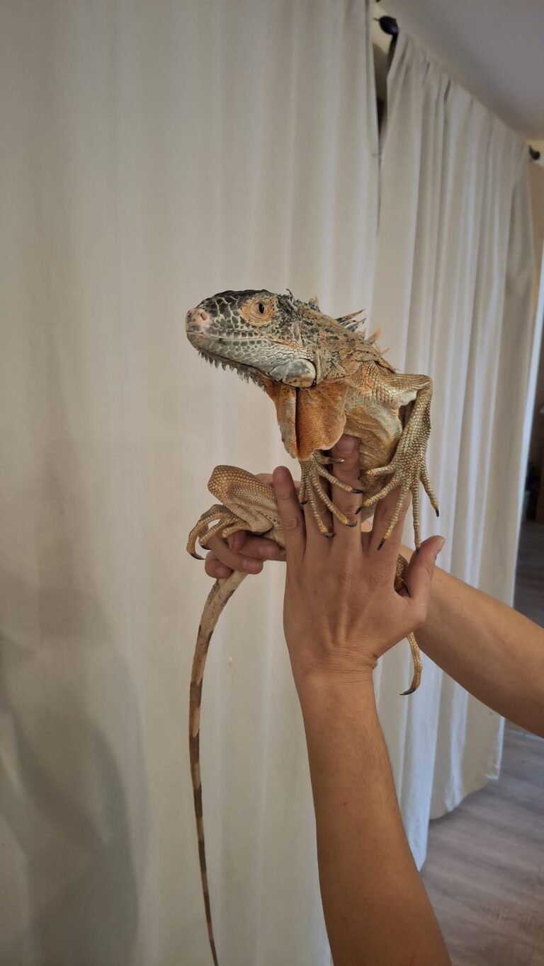 Grüner Leguan © Österrreichischer Tierschutzverein
