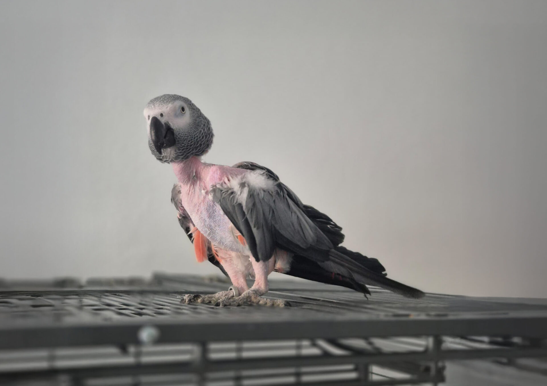 Österreichischer Tierschutzverein-Notfellchen: Papapgei Guggi