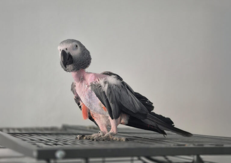 Österreichischer Tierschutzverein- Spendenkampagne: Graupapagei Guggi