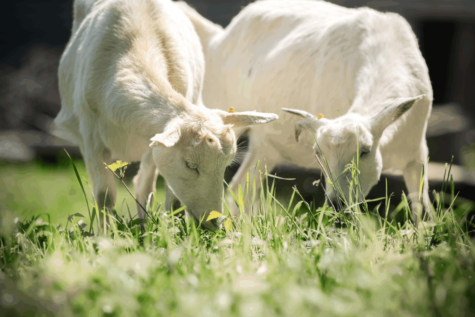 Hanni Nanni ©OeTVBea 1 Österreichischer Tierschutzverein